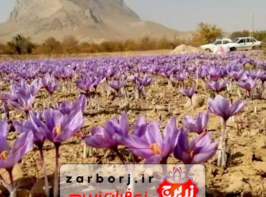 Saffron-zar borj iran isfahan-5 مزرعه تخصصی آموزش تولید، کشت, خرید و فروش پیاز زعفران عمده و کیلویی از کشاورزان ایران در اصفهان