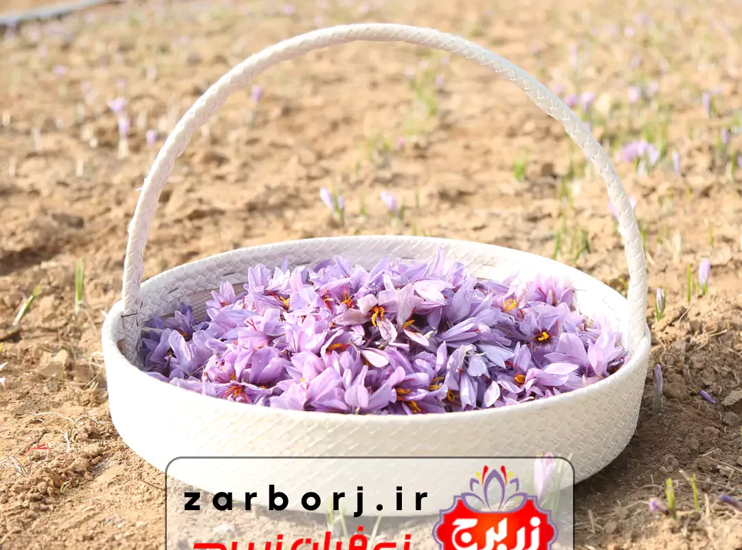 Saffron-zar borj iran isfahan-7 مزرعه تخصصی آموزش تولید، کشت, خرید و فروش پیاز زعفران عمده و کیلویی از کشاورزان ایران در اصفهان